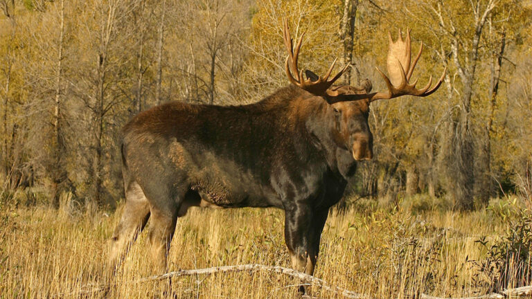 A-guide-to-hunting-moose